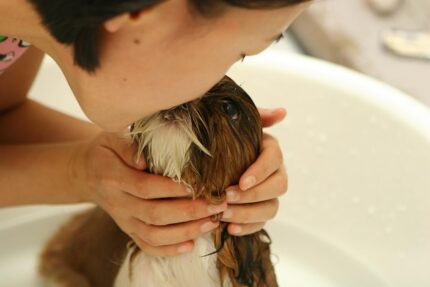 dog, nature, animal, puppy, bath, water, person, girl, friendship, kiss, pet