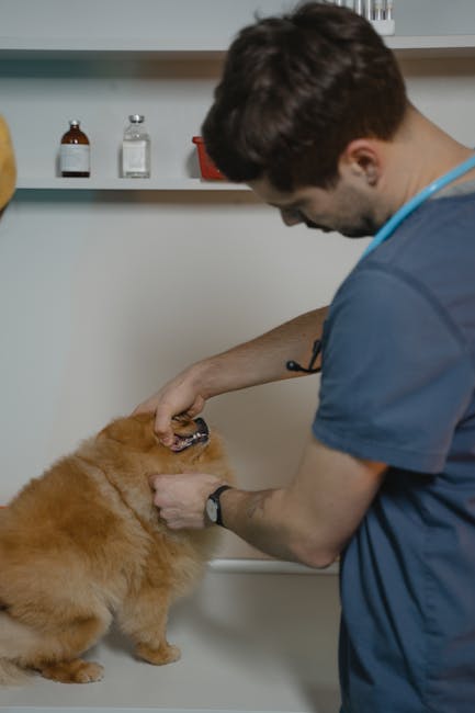 A veterinarian checked a Pomeranian dog's teeth in a clinic with medical supplies visible.