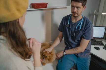 A veterinarian in scrub suit examines a pomeranian dog in a clinic setting.